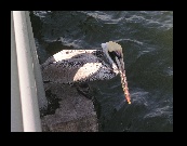 Pelicans lined the pier. This is a face only a mother could love!